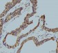 Anti-TBP-1/PSMC3 Antibody Picoband™ (monoclonal, 4D3)