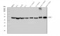 Anti-TBP-1/PSMC3 Antibody Picoband™ (monoclonal, 4D3)