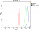 Anti-RPA32/RPA2 Antibody Picoband™ (monoclonal, 3B2E9)