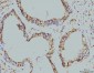Anti-RPA32/RPA2 Antibody Picoband™ (monoclonal, 3B2E9)