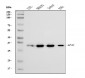 Anti-RPA32/RPA2 Antibody Picoband™ (monoclonal, 3B2E9)