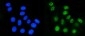 Anti-DHODH Antibody Picoband™ (monoclonal, 4E3)