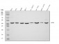 Anti-DHODH Antibody Picoband™ (monoclonal, 4E3)