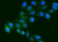 Anti-FGG Antibody Picoband™ (monoclonal, 5H9)