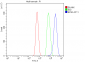 Anti-EIF4A1 Antibody Picoband™ (monoclonal, 3F11)