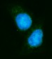 Anti-EIF4A1 Antibody Picoband™ (monoclonal, 3F11)