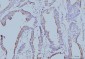 Anti-EIF4A1 Antibody Picoband™ (monoclonal, 3F11)