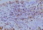 Anti-EIF4A1 Antibody Picoband™ (monoclonal, 3F11)