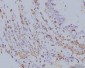 Anti-EIF4A1 Antibody Picoband™ (monoclonal, 3F11)