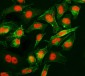 Anti-Cyclophilin E/PPIE Antibody Picoband™ (monoclonal, 4I9)