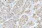 Anti-Cyclophilin E/PPIE Antibody Picoband™ (monoclonal, 4I9)