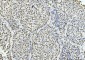 Anti-Cyclophilin E/PPIE Antibody Picoband™ (monoclonal, 4I9)