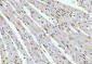 Anti-Cyclophilin E/PPIE Antibody Picoband™ (monoclonal, 4I9)