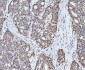 Anti-Cyclophilin E/PPIE Antibody Picoband™ (monoclonal, 4I9)