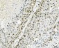 Anti-Cyclophilin E/PPIE Antibody Picoband™ (monoclonal, 4I9)