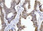 Anti-Cyclophilin E/PPIE Antibody Picoband™ (monoclonal, 4I9)