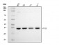 Anti-Cyclophilin E/PPIE Antibody Picoband™ (monoclonal, 4I9)