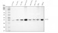 Anti-Cyclophilin E/PPIE Antibody Picoband™ (monoclonal, 4I9)