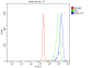 Anti-Cyclophilin E/PPIE Antibody Picoband™ (monoclonal, 7F2)