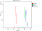 Anti-Cyclophilin E/PPIE Antibody Picoband™ (monoclonal, 7F2)