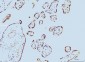 Anti-Cyclophilin E/PPIE Antibody Picoband™ (monoclonal, 7F2)
