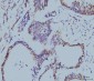 Anti-Cyclophilin E/PPIE Antibody Picoband™ (monoclonal, 7F2)