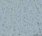 Anti-Cyclophilin E/PPIE Antibody Picoband™ (monoclonal, 7F2)