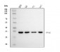 Anti-Cyclophilin E/PPIE Antibody Picoband™ (monoclonal, 7F2)