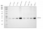 Anti-Cyclophilin E/PPIE Antibody Picoband™ (monoclonal, 7F2)