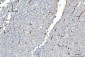 Anti-FABP4 Antibody Picoband™ (monoclonal, 10E12)