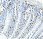 Anti-FABP4 Antibody Picoband™ (monoclonal, 10E12)