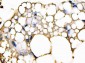Anti-FABP4 Antibody Picoband™ (monoclonal, 10E12)