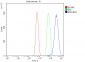 Anti-Moesin/MSN Antibody Picoband™ (monoclonal, 8D4)