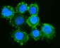 Anti-Moesin/MSN Antibody Picoband™ (monoclonal, 8D4)