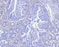 Anti-Moesin/MSN Antibody Picoband™ (monoclonal, 8D4)