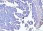 Anti-Moesin/MSN Antibody Picoband™ (monoclonal, 8D4)