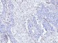 Anti-Moesin/MSN Antibody Picoband™ (monoclonal, 8D4)