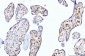 Anti-Moesin/MSN Antibody Picoband™ (monoclonal, 8D4)