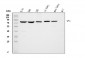 Anti-Moesin/MSN Antibody Picoband™ (monoclonal, 8D4)