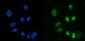 Anti-CTBP2 Antibody Picoband™ (monoclonal, 10E9D2)