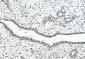 Anti-CTBP2 Antibody Picoband™ (monoclonal, 10E9D2)