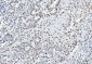 Anti-CTBP2 Antibody Picoband™ (monoclonal, 10E9D2)
