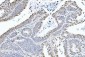 Anti-CTBP2 Antibody Picoband™ (monoclonal, 10E9D2)