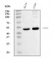 Anti-CTBP2 Antibody Picoband™ (monoclonal, 10E9D2)