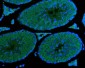 Anti-DDX4/MVH Antibody Picoband™ (monoclonal, 3C3)