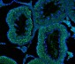 Anti-DDX4/MVH Antibody Picoband™ (monoclonal, 3C3)