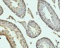 Anti-DDX4/MVH Antibody Picoband™ (monoclonal, 3C3)