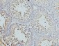 Anti-DDX4/MVH Antibody Picoband™ (monoclonal, 3C3)