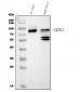 Anti-DDX4/MVH Antibody Picoband™ (monoclonal, 3C3)