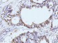 Anti-PCNA Antibody Picoband™ (monoclonal, 2G2)